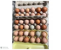 Eggs for Hatching